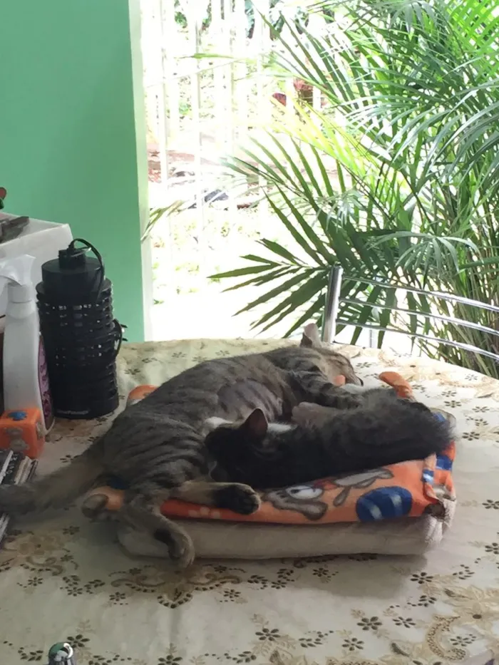 Gato ra a SRD idade 2 a 6 meses nome Tommy
