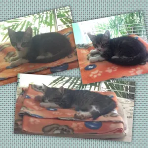 Gato raça SRD idade 2 a 6 meses nome Tommy