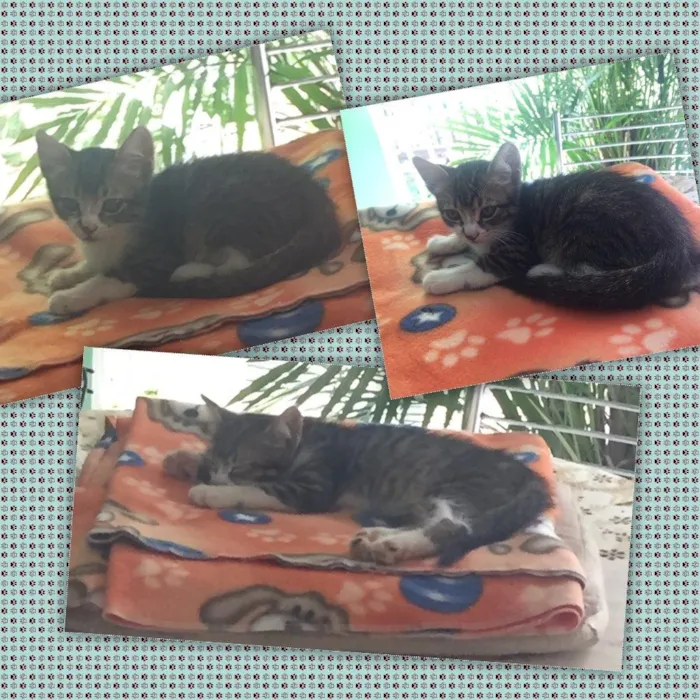 Gato ra a SRD idade 2 a 6 meses nome Tommy