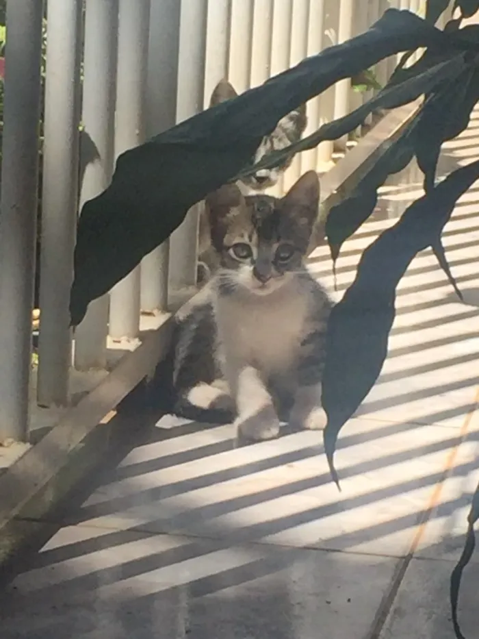 Gato ra a SRD idade 2 a 6 meses nome Tommy