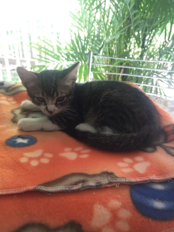 Gato ra a SRD idade 2 a 6 meses nome Tommy