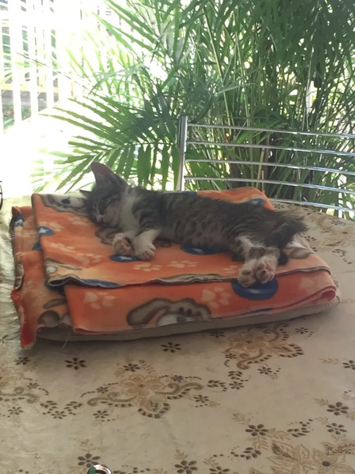 Gato ra a SRD idade 2 a 6 meses nome Tommy