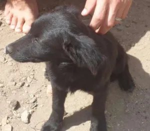 Cachorro raça SRD idade 2 a 6 meses nome Flika