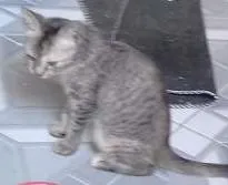 Gato raça Não sei  idade 7 a 11 meses nome Não tem nome.na