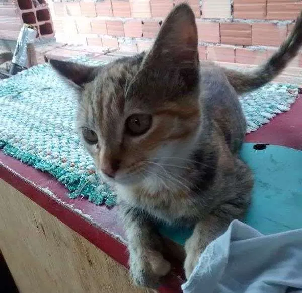 Gato ra a  idade 2 a 6 meses nome Sem nome