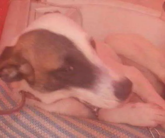 Cachorro raça Sem definição  idade 7 a 11 meses nome Marley