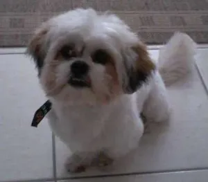 Cachorro raça Lhasa apso idade 2 anos nome Billy