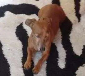 Cachorro raça Nao sei idade 6 ou mais anos nome Nao sei