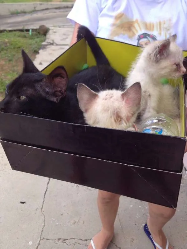 Gato raça sem raça idade 2 a 6 meses nome sem nomes