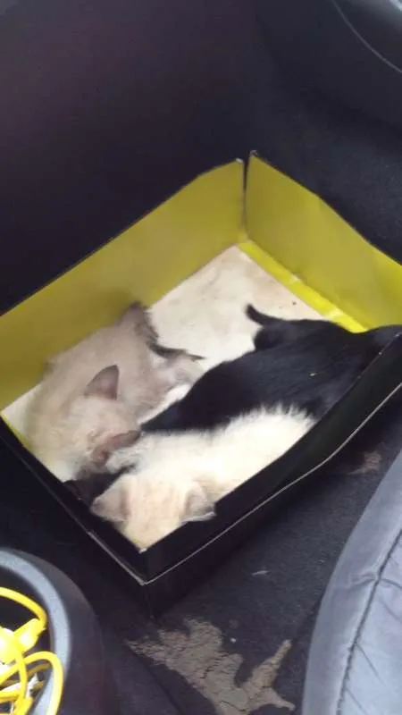 Gato raça sem raça idade 2 a 6 meses nome sem nomes