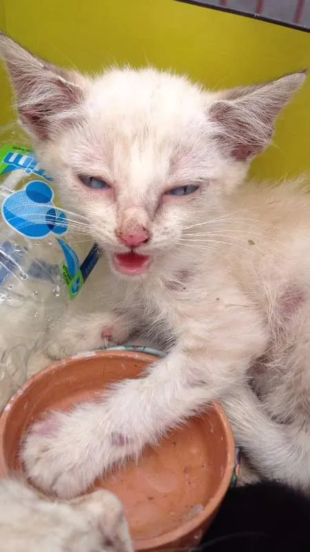 Gato raça sem raça idade 2 a 6 meses nome sem nomes