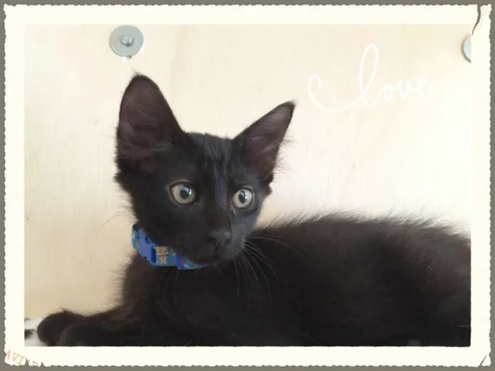 Gato ra a SRD idade 2 a 6 meses nome Tyger