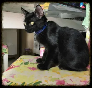 Gato raça SRD idade 2 a 6 meses nome Tyger