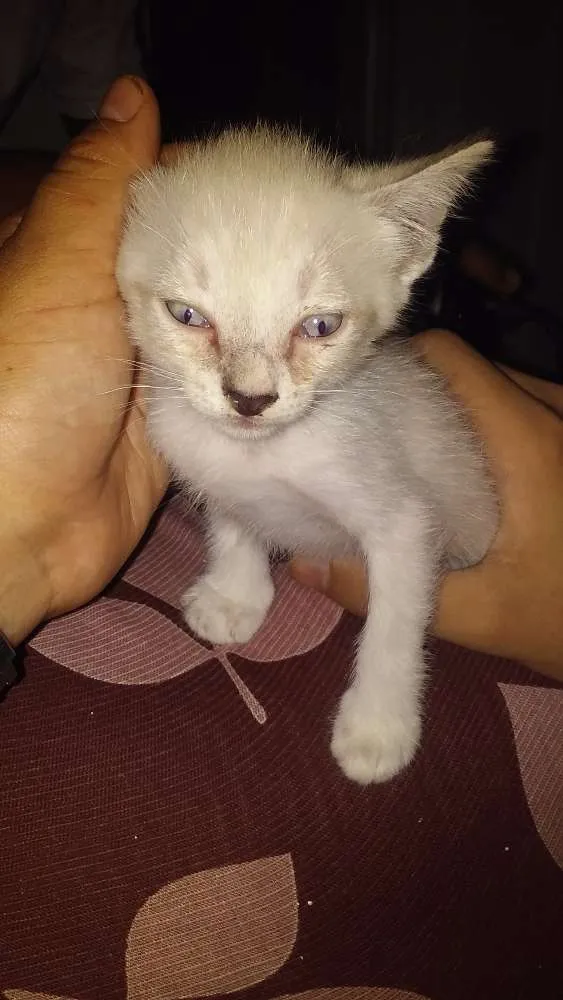 Gato ra a Siamês idade Abaixo de 2 meses nome Melissa