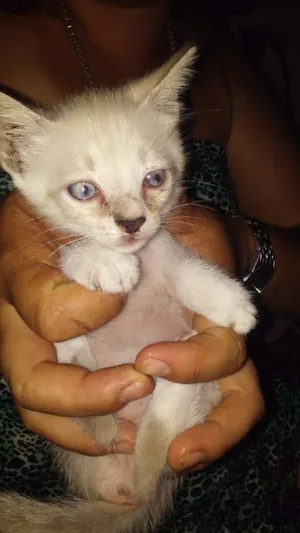 Gato raça Siamês idade Abaixo de 2 meses nome Melissa