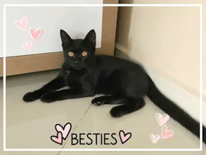 Gato raça SRD idade 2 a 6 meses nome Ameixa