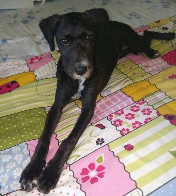 Cachorro ra a SRD idade 7 a 11 meses nome Jabuticaba