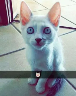 Gato raça  idade 2 a 6 meses nome Não possui