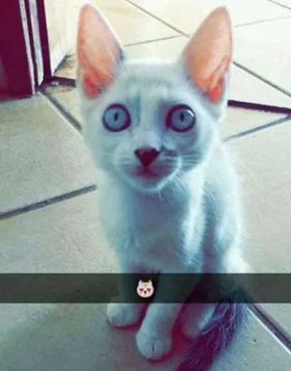 Gato raça  idade 2 a 6 meses nome Não possui