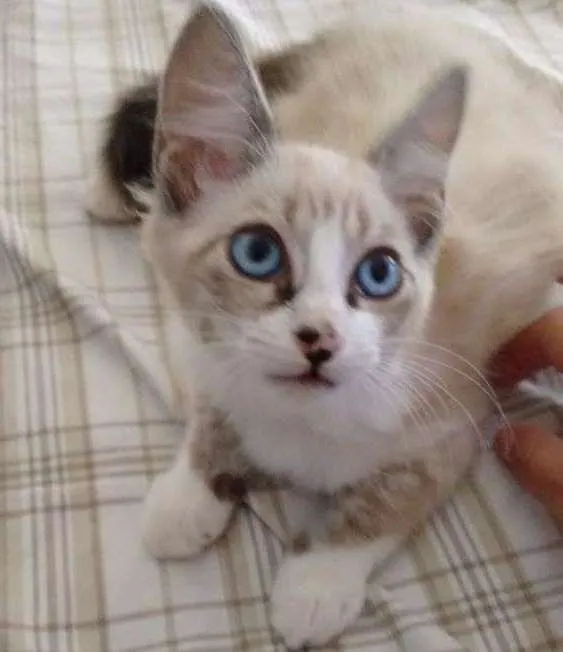 Gato ra a Indefinido idade 2 a 6 meses nome Suga