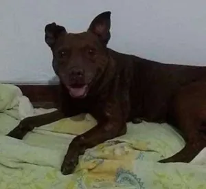 Cachorro raça Pit-Bull idade 4 anos nome - 