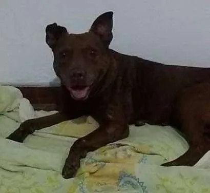 Cachorro ra a Pit-Bull idade 4 anos nome - 