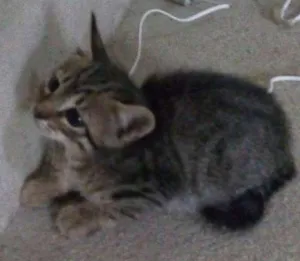 Gato raça Srd idade Abaixo de 2 meses nome Jaguar