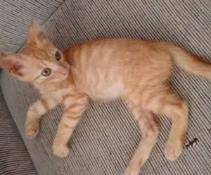Gato raça Brasil Real idade Abaixo de 2 meses nome Alice