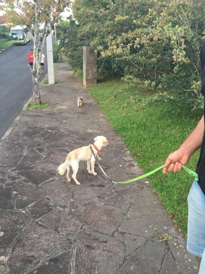 Cachorro ra a Indefinido  idade 2 anos nome Não sei