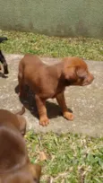 Cachorros