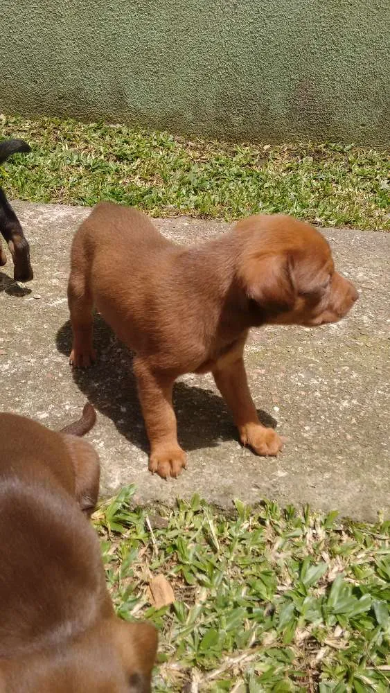 Cachorro ra a Não identificado idade Abaixo de 2 meses nome Cachorros
