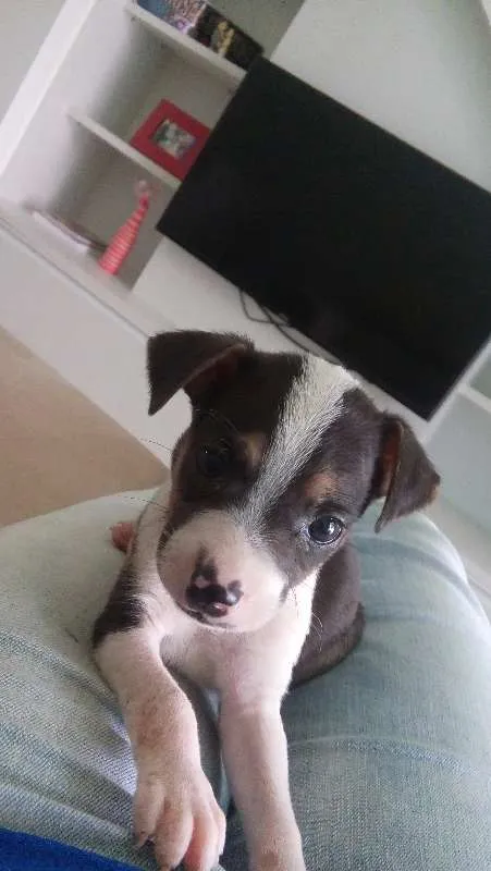 Cachorro ra a vira lata idade Abaixo de 2 meses nome sem nome