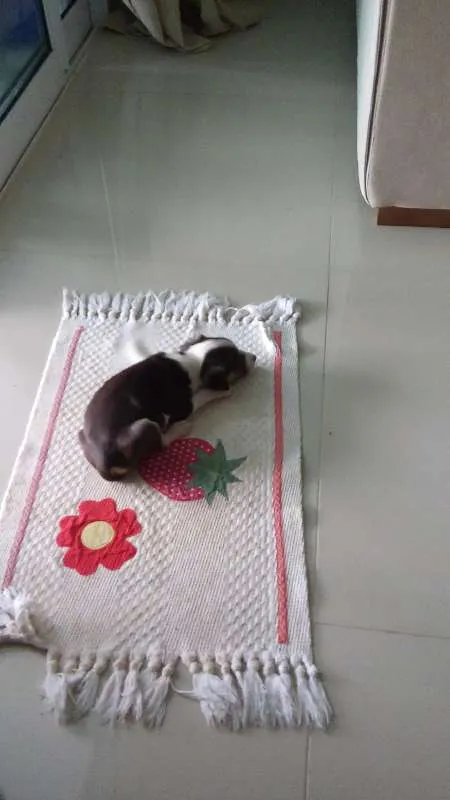 Cachorro ra a vira lata idade Abaixo de 2 meses nome sem nome