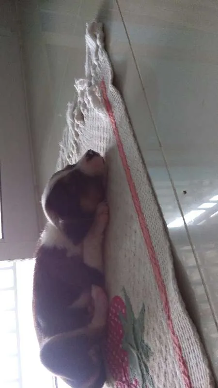 Cachorro ra a vira lata idade Abaixo de 2 meses nome sem nome