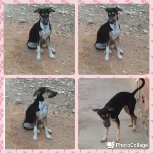 Cachorro raça Vira-lata idade 7 a 11 meses nome Pink