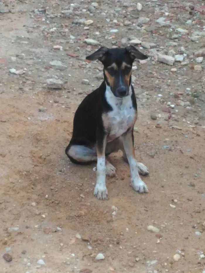 Cachorro raça Vira-lata idade 7 a 11 meses nome Pink