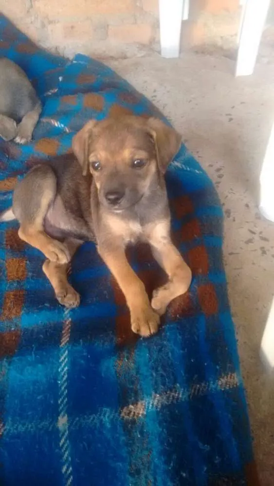 Cachorro ra a Vira lata  idade 2 a 6 meses nome Sem nome 