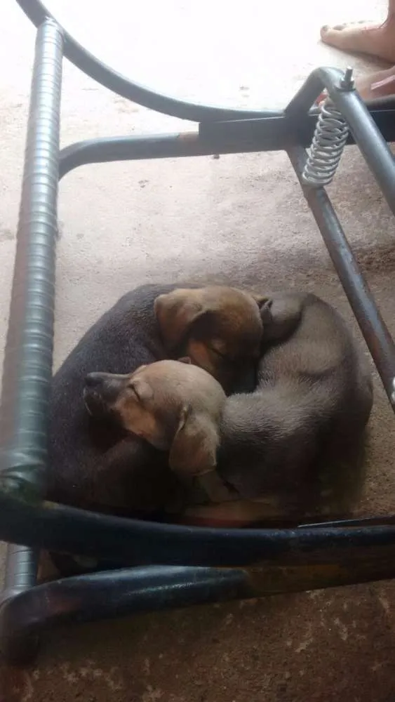 Cachorro ra a Vira lata  idade 2 a 6 meses nome Sem nome 