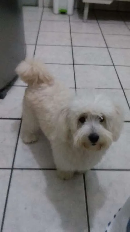 Cachorro ra a Poodle idade 2 anos nome Sofia