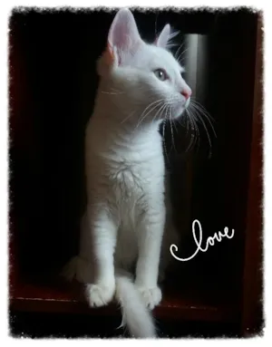 Gato raça SRD idade 2 anos nome Bella