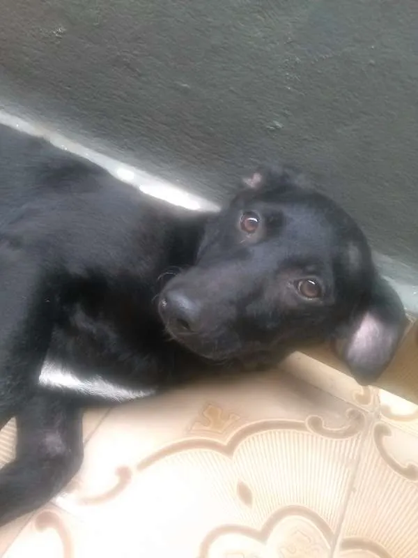 Cachorro ra a SRD idade 7 a 11 meses nome Marley