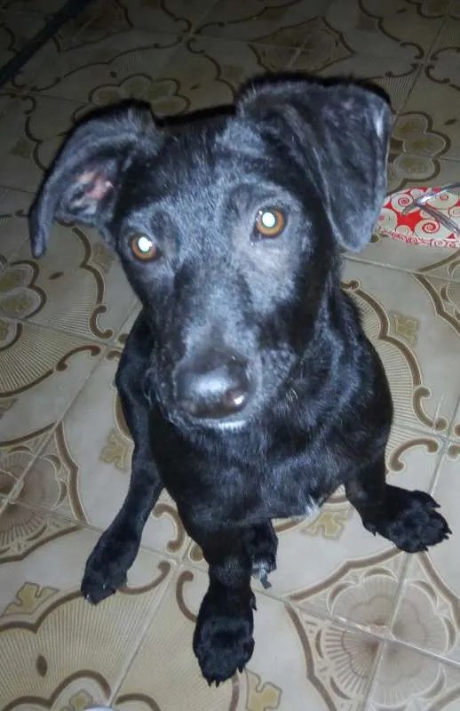 Cachorro ra a SRD idade 7 a 11 meses nome Marley