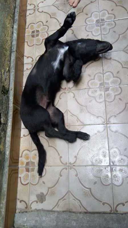 Cachorro ra a SRD idade 7 a 11 meses nome Marley