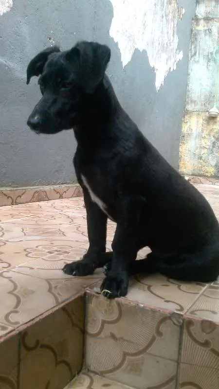 Cachorro ra a SRD idade 7 a 11 meses nome Marley