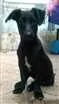 Cachorro raça SRD idade 7 a 11 meses nome Marley