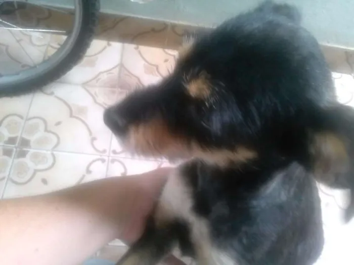Cachorro ra a srd idade 1 ano nome ADOTADA. Estopinha
