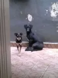 ADOTADA. Estopinha