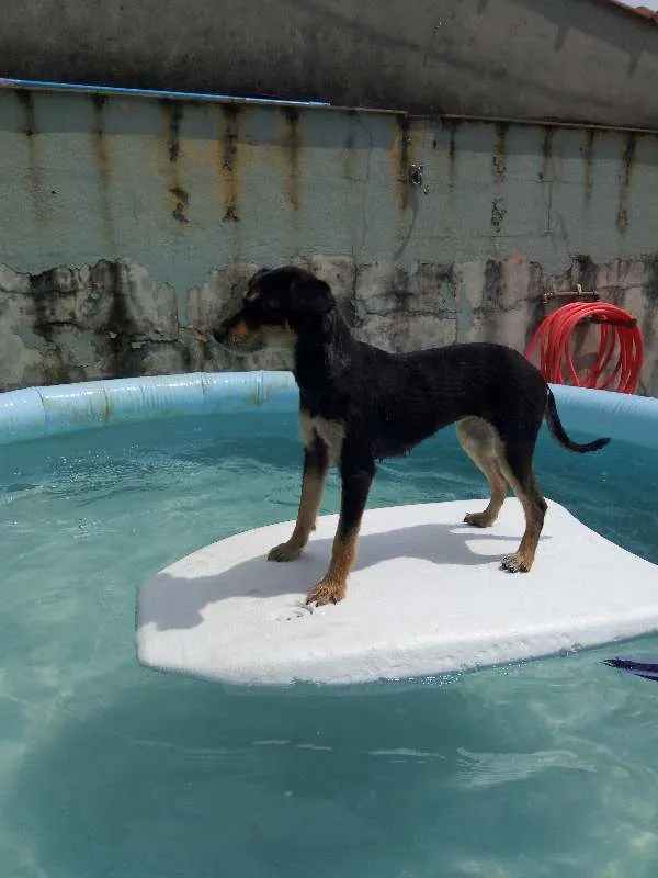 Cachorro ra a srd idade 1 ano nome ADOTADA. Estopinha
