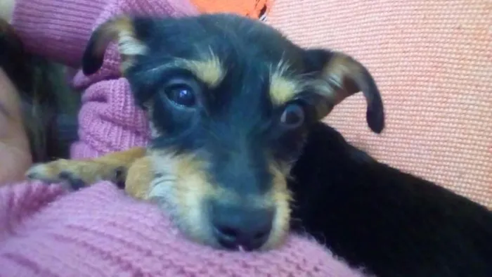 Cachorro ra a srd idade 1 ano nome ADOTADA. Estopinha