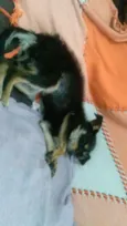 ADOTADA. Estopinha